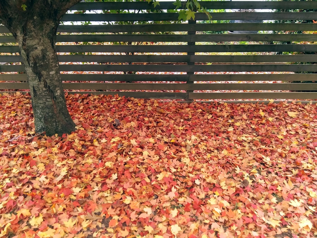 Fallen leaves covering ground around tree trunk in front of wooded fence.